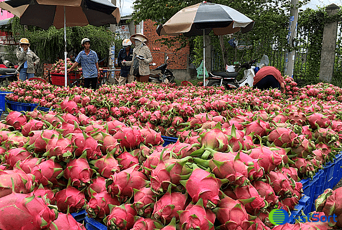 images/1710313519793fruit export.png